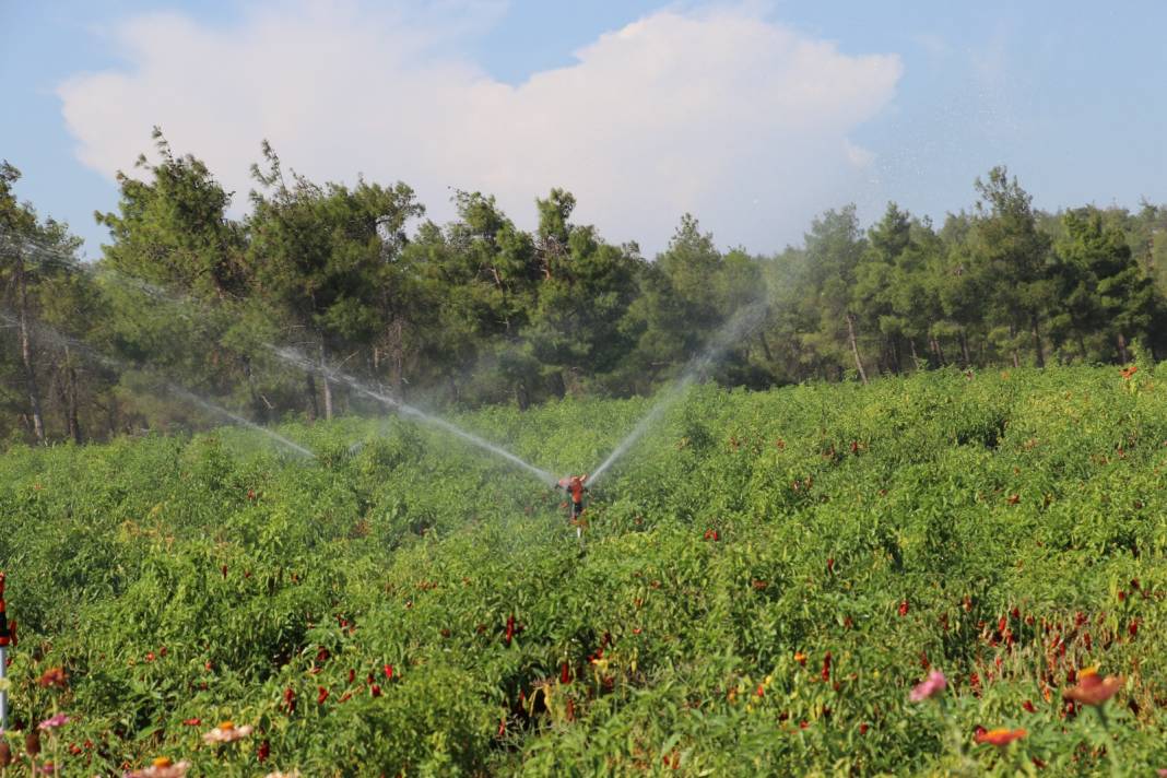 Kilis'te hasadın yarısı fabrikaya yarısı güneş altına yollanıyor 3